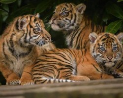 Take the whole family to Chester Zoo
